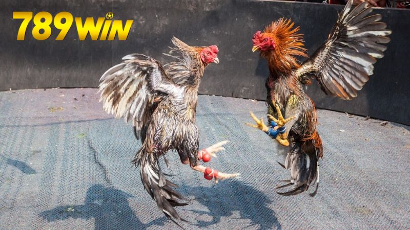 Chiến lược và mẹo chơi cá cược đá gà hiệu quả