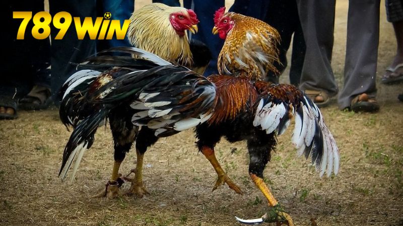 Rủi ro, lợi ích và khía cạnh pháp lý